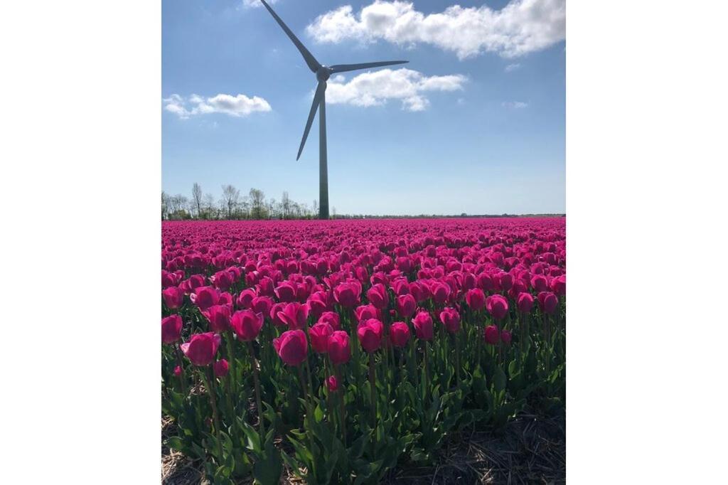 Strandhuis De Zon - Recreatiepark De Watersnip Petten Zewnętrze zdjęcie